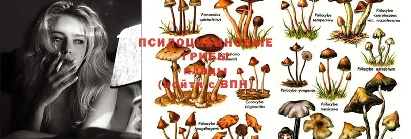 гидра как войти  Апшеронск  Псилоцибиновые грибы Psilocybe 